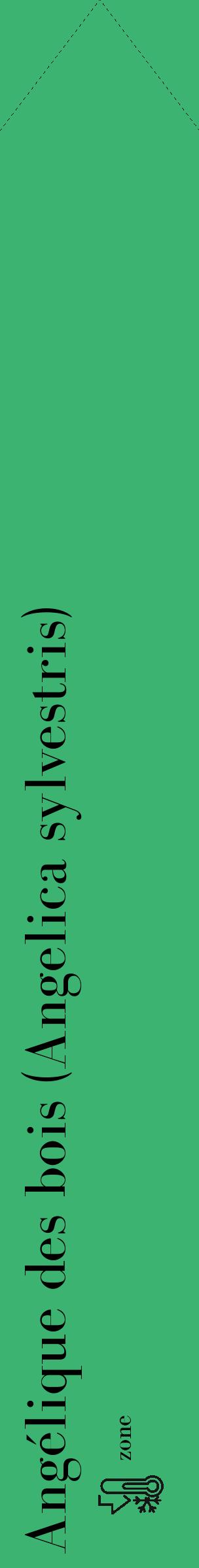 Étiquette de : Angelica sylvestris - format c - style noire12_simple_simplebod avec comestibilité - position verticale