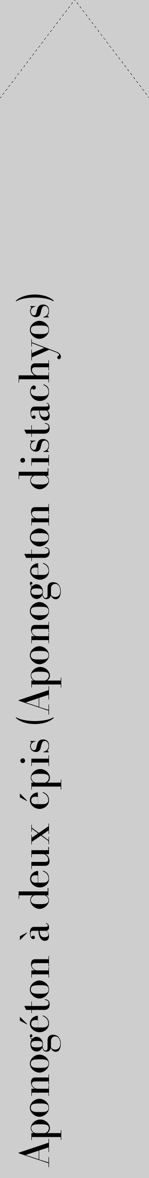 Étiquette de : Aponogeton distachyos - format c - style noire17_simple_simplebod avec comestibilité - position verticale