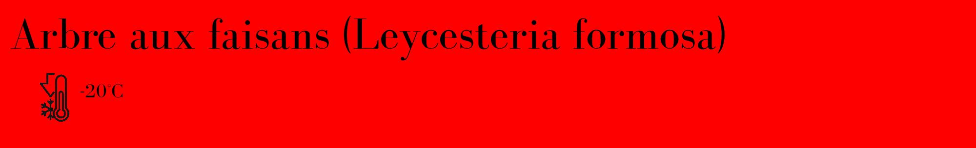 Étiquette de : Leycesteria formosa - format c - style noire27_basique_basiquebod avec comestibilité