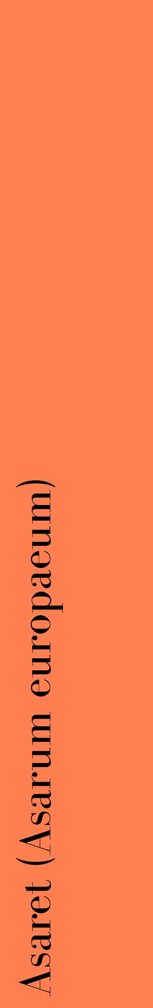 Étiquette de : Asarum europaeum - format c - style noire24_basiquebod avec comestibilité
