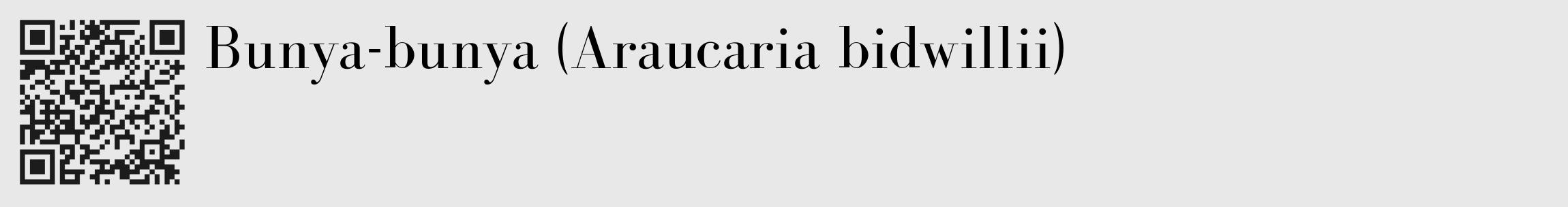 Étiquette de : Araucaria bidwillii - format c - style noire55_basique_basiquebod avec qrcode et comestibilité