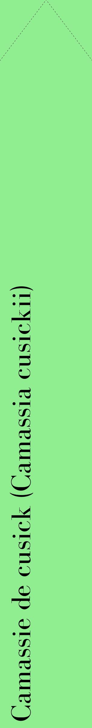 Étiquette de : Camassia cusickii - format c - style noire15_simplebod avec comestibilité