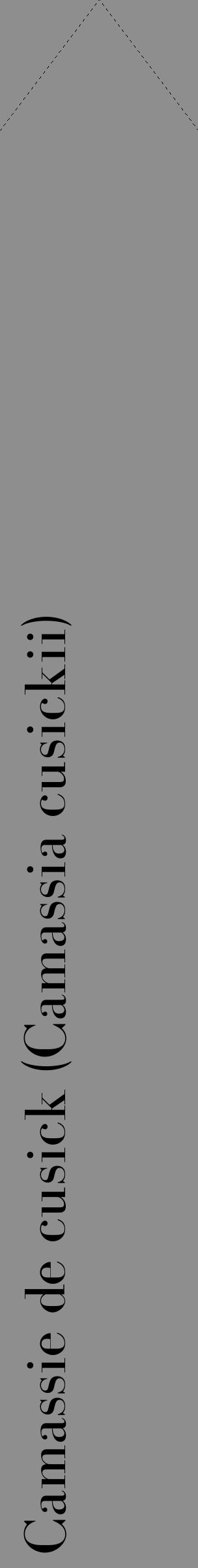 Étiquette de : Camassia cusickii - format c - style noire25_simple_simplebod avec comestibilité - position verticale