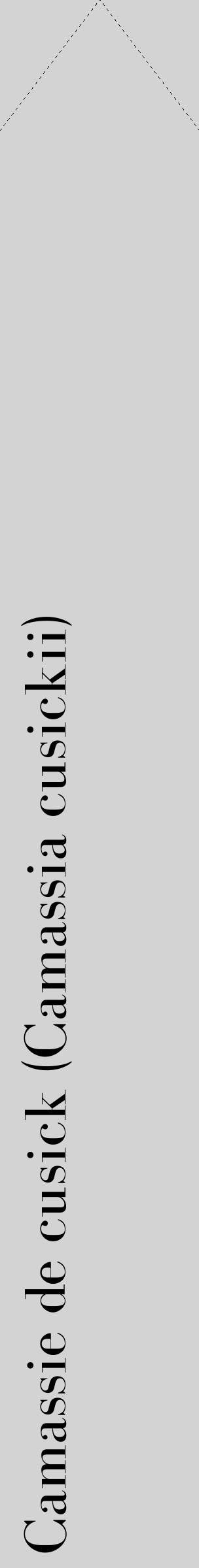 Étiquette de : Camassia cusickii - format c - style noire56_simplebod avec comestibilité