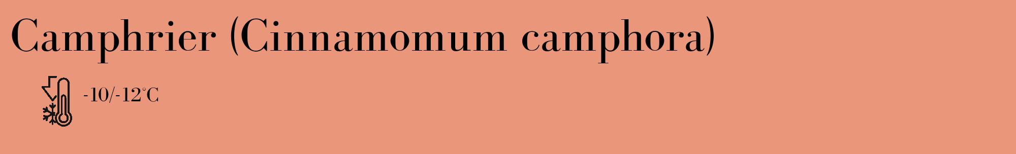 Étiquette de : Cinnamomum camphora - format c - style noire37_basique_basiquebod avec comestibilité