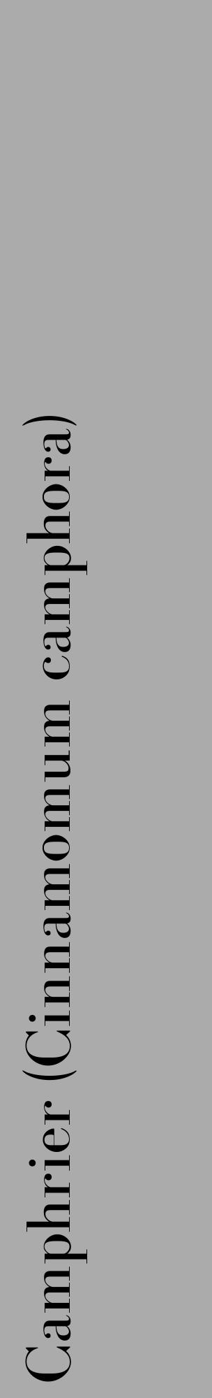 Étiquette de : Cinnamomum camphora - format c - style noire37_basique_basiquebod avec comestibilité - position verticale