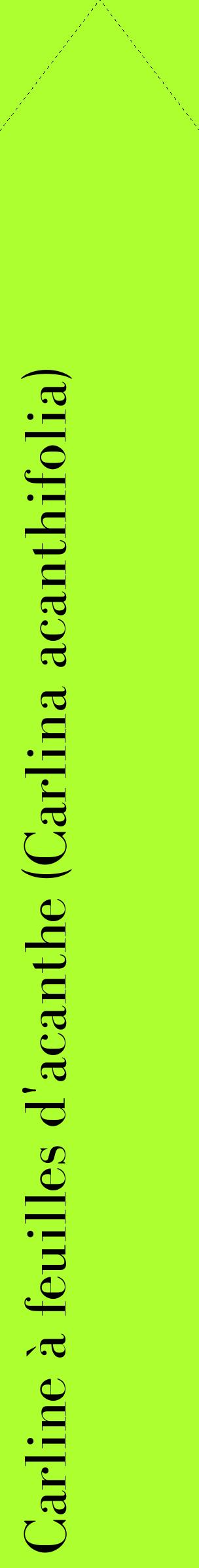 Étiquette de : Carlina acanthifolia - format c - style noire17_simplebod avec comestibilité
