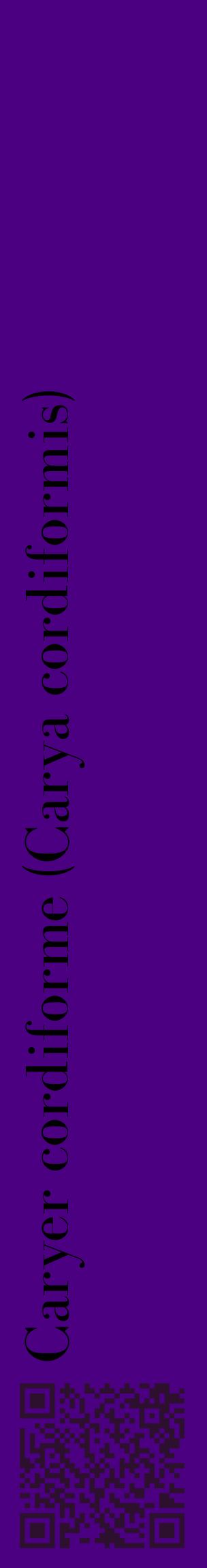 Étiquette de : Carya cordiformis - format c - style noire47_basiquebod avec qrcode et comestibilité
