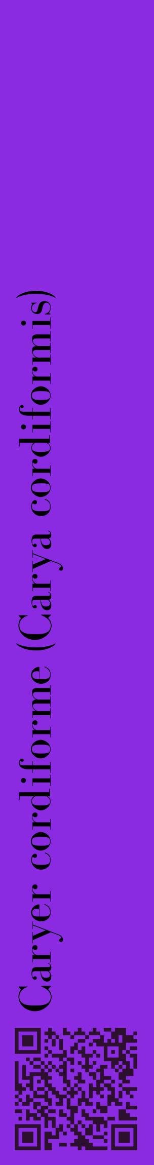 Étiquette de : Carya cordiformis - format c - style noire49_basiquebod avec qrcode et comestibilité