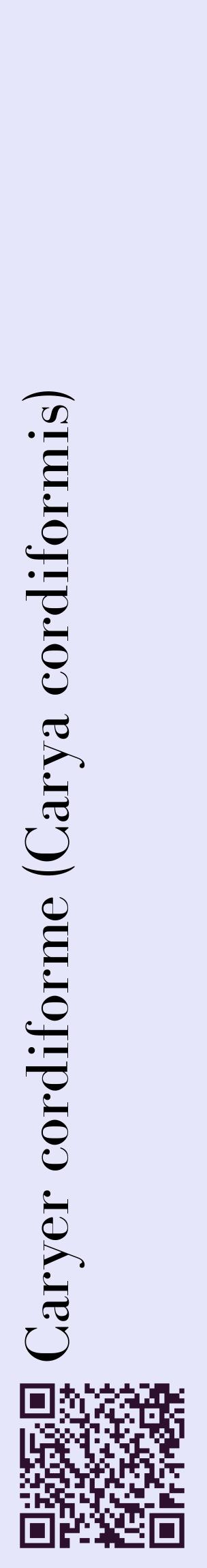 Étiquette de : Carya cordiformis - format c - style noire55_basiquebod avec qrcode et comestibilité