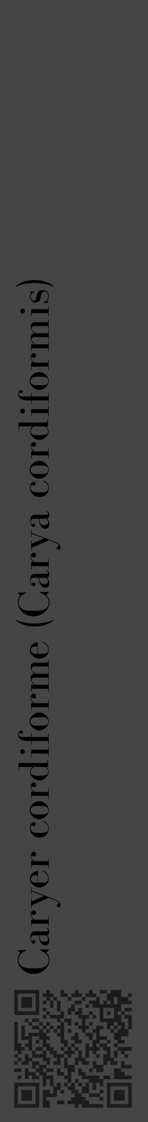 Étiquette de : Carya cordiformis - format c - style noire58_basique_basiquebod avec qrcode et comestibilité - position verticale