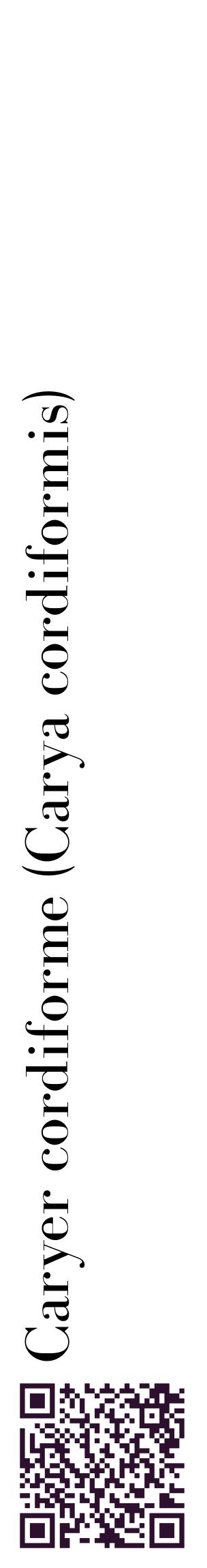 Étiquette de : Carya cordiformis - format c - style noire60_basiquebod avec qrcode et comestibilité