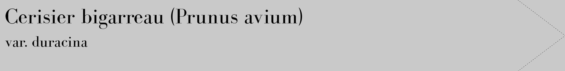 Étiquette de : Prunus avium var. duracina - format c - style noire54_simple_simplebod avec comestibilité
