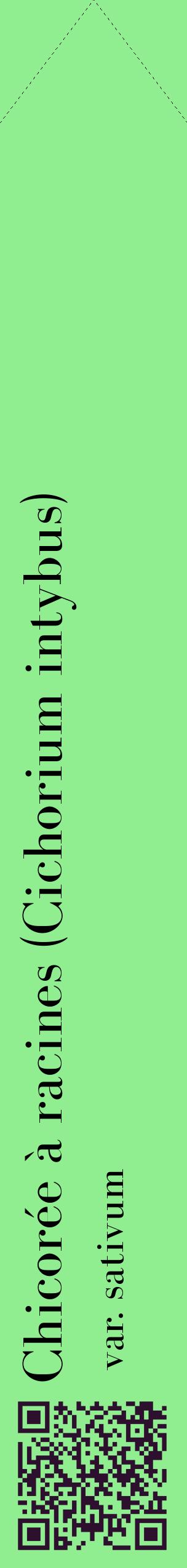 Étiquette de : Cichorium intybus var. sativum - format c - style noire15_simplebod avec qrcode et comestibilité
