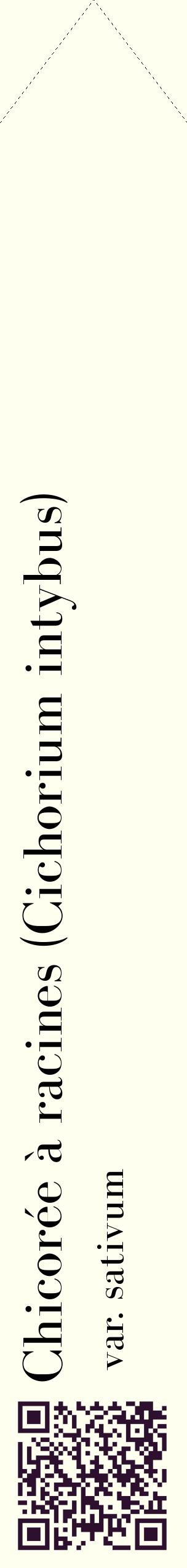 Étiquette de : Cichorium intybus var. sativum - format c - style noire19_simplebod avec qrcode et comestibilité