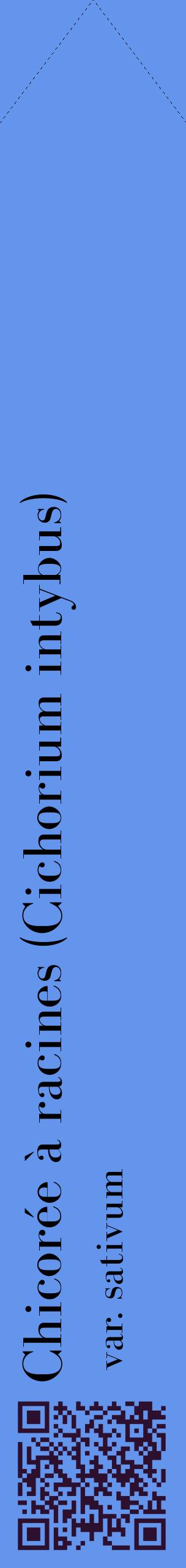 Étiquette de : Cichorium intybus var. sativum - format c - style noire4_simplebod avec qrcode et comestibilité