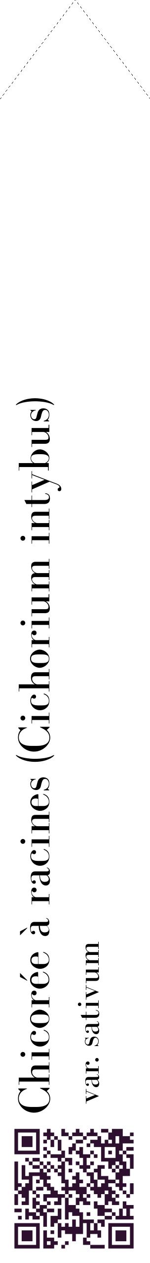 Étiquette de : Cichorium intybus var. sativum - format c - style noire60_simplebod avec qrcode et comestibilité