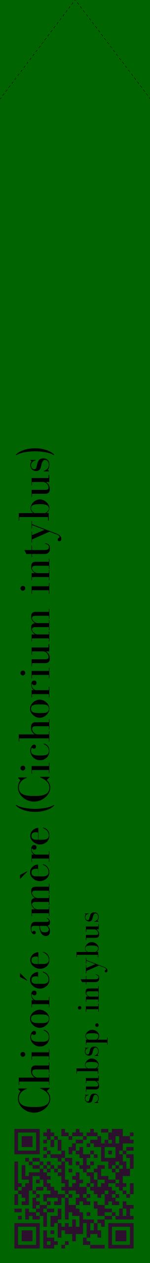 Étiquette de : Cichorium intybus subsp. intybus - format c - style noire8_simplebod avec qrcode et comestibilité