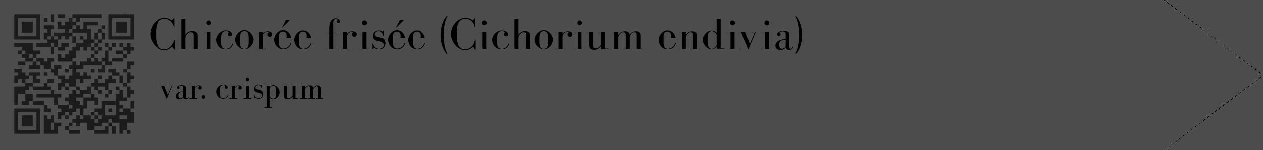 Étiquette de : Cichorium endivia var. crispum - format c - style noire27_simple_simplebod avec qrcode et comestibilité