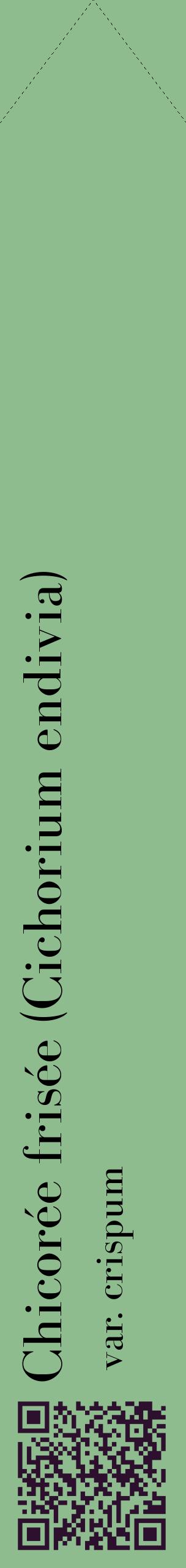 Étiquette de : Cichorium endivia var. crispum - format c - style noire13_simplebod avec qrcode et comestibilité