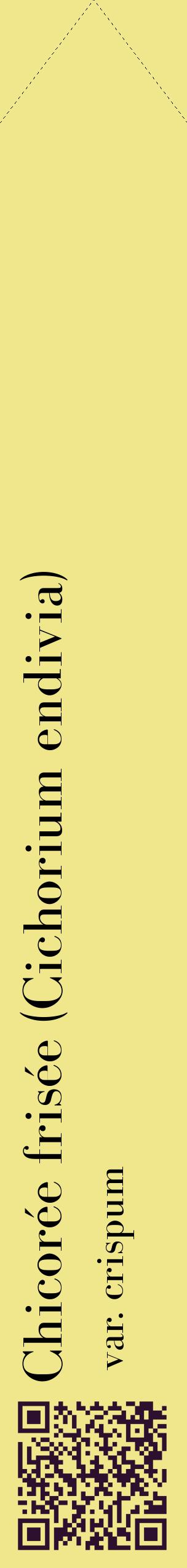 Étiquette de : Cichorium endivia var. crispum - format c - style noire20_simplebod avec qrcode et comestibilité