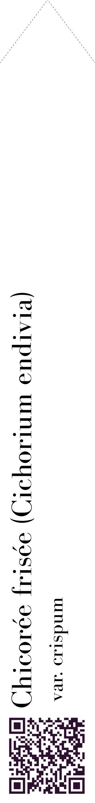 Étiquette de : Cichorium endivia var. crispum - format c - style noire60_simplebod avec qrcode et comestibilité