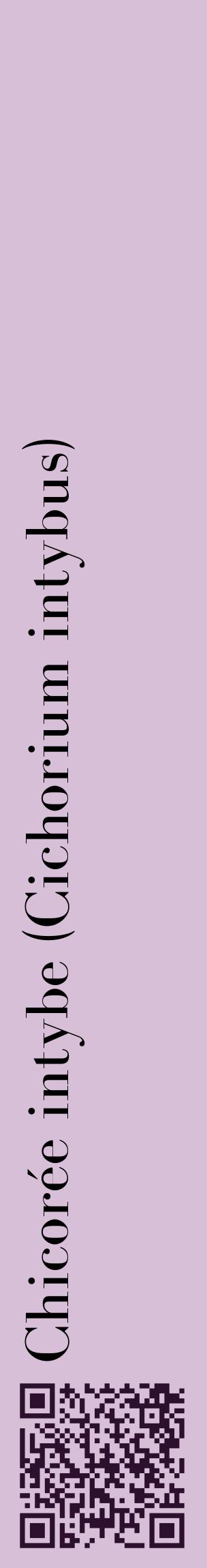 Étiquette de : Cichorium intybus - format c - style noire54_basiquebod avec qrcode et comestibilité