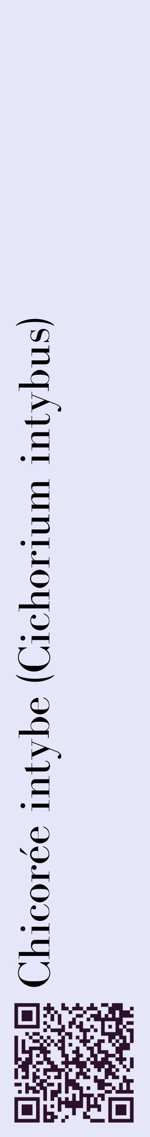 Étiquette de : Cichorium intybus - format c - style noire55_basiquebod avec qrcode et comestibilité