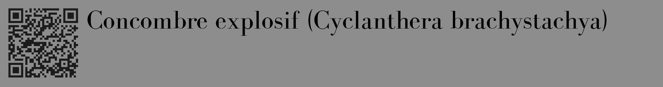 Étiquette de : Cyclanthera brachystachya - format c - style noire2_basique_basiquebod avec qrcode et comestibilité