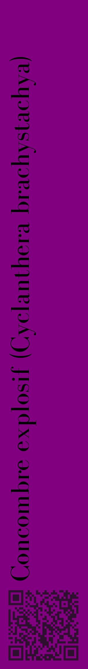 Étiquette de : Cyclanthera brachystachya - format c - style noire46_basiquebod avec qrcode et comestibilité