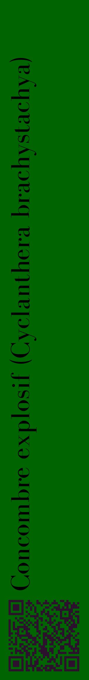 Étiquette de : Cyclanthera brachystachya - format c - style noire8_basiquebod avec qrcode et comestibilité