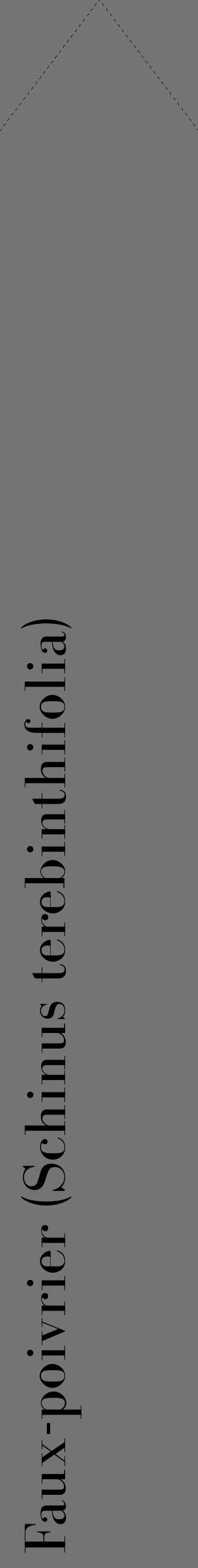 Étiquette de : Schinus terebinthifolia - format c - style noire26_simple_simplebod avec comestibilité - position verticale