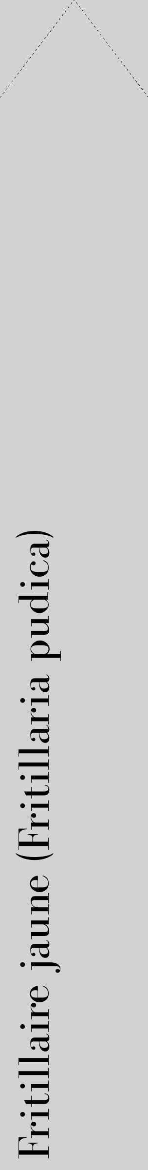Étiquette de : Fritillaria pudica - format c - style noire14_simple_simplebod avec comestibilité - position verticale
