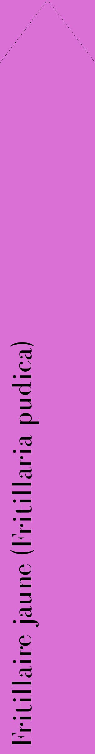 Étiquette de : Fritillaria pudica - format c - style noire52_simplebod avec comestibilité