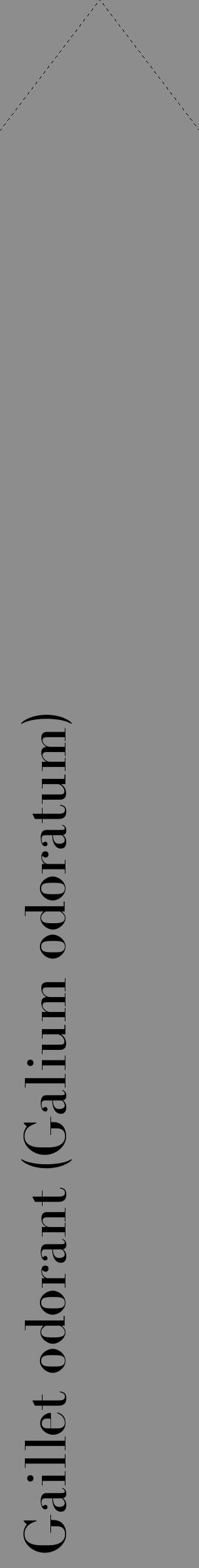 Étiquette de : Galium odoratum - format c - style noire2_simple_simplebod avec comestibilité - position verticale