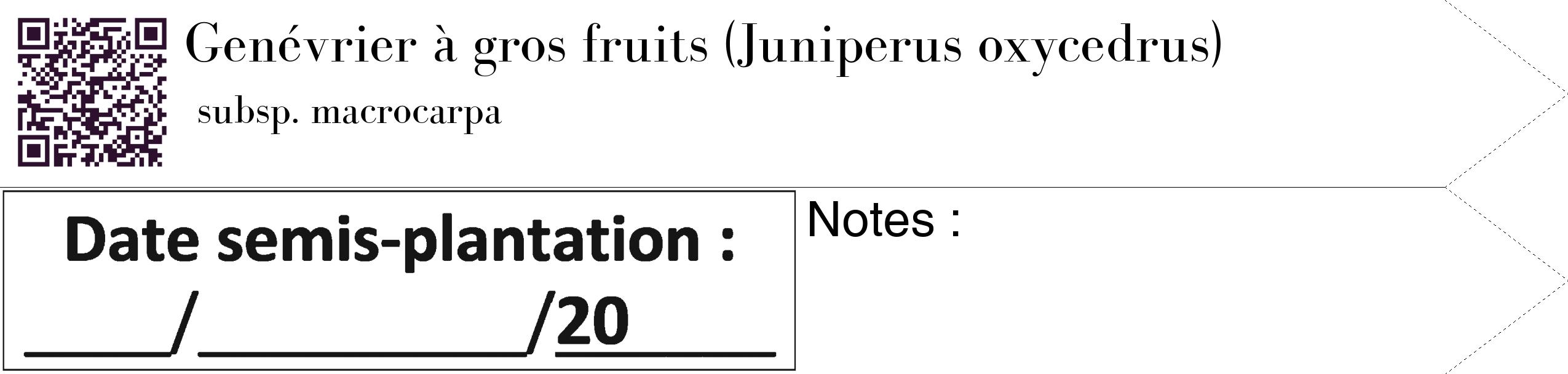 Étiquette de : Juniperus oxycedrus subsp. macrocarpa - format c - style noire60_simple_simplebod avec qrcode et comestibilité