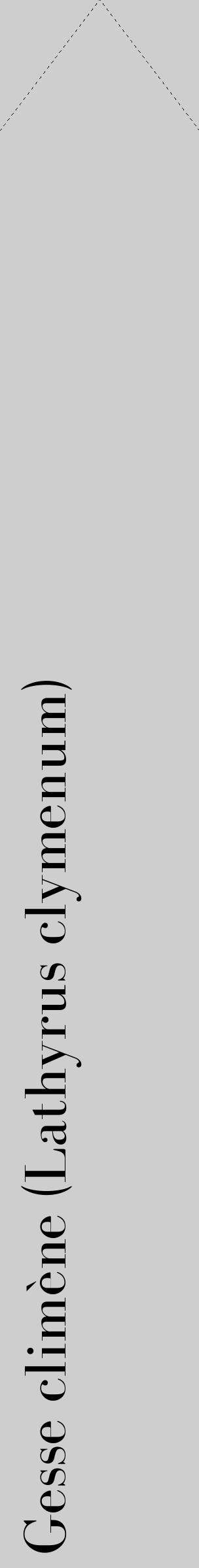 Étiquette de : Lathyrus clymenum - format c - style noire17_simple_simplebod avec comestibilité - position verticale