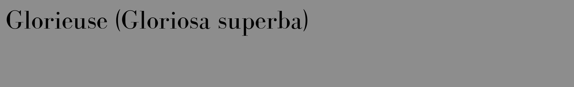 Étiquette de : Gloriosa superba - format c - style noire2_basique_basiquebod avec comestibilité