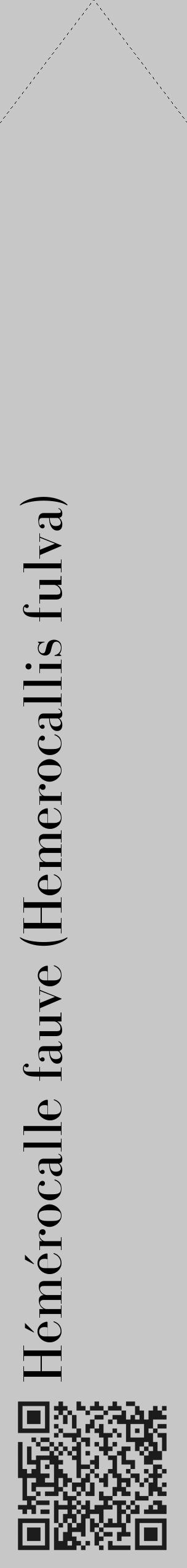 Étiquette de : Hemerocallis fulva - format c - style noire15_simple_simplebod avec qrcode et comestibilité - position verticale