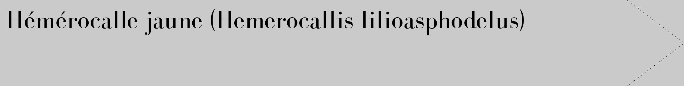 Étiquette de : Hemerocallis lilioasphodelus - format c - style noire21_simple_simplebod avec comestibilité