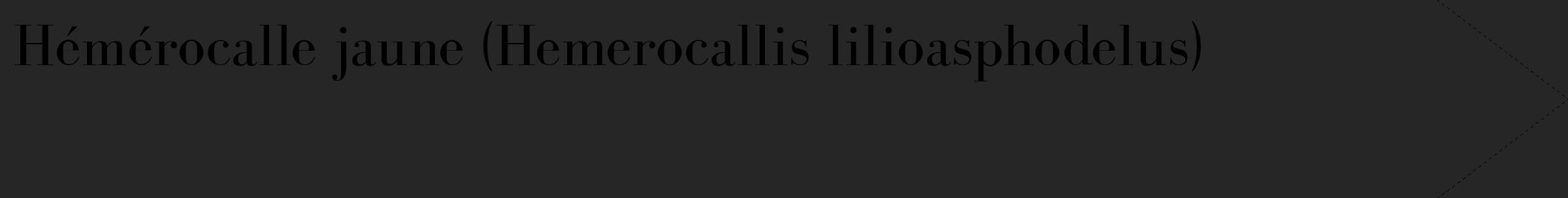 Étiquette de : Hemerocallis lilioasphodelus - format c - style noire29_simple_simplebod avec comestibilité