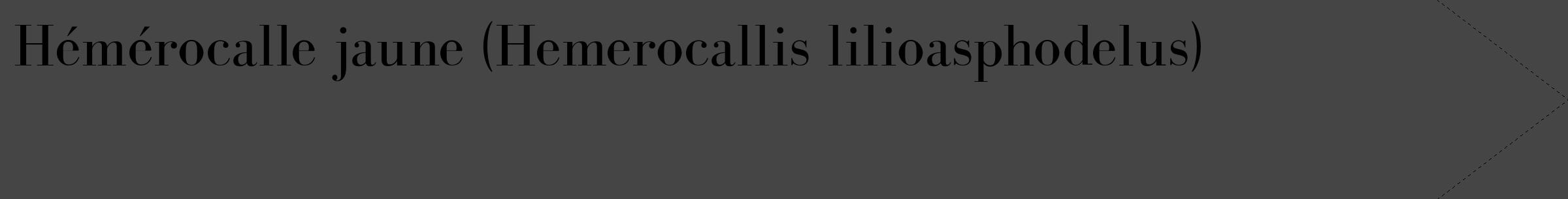 Étiquette de : Hemerocallis lilioasphodelus - format c - style noire58_simple_simplebod avec comestibilité