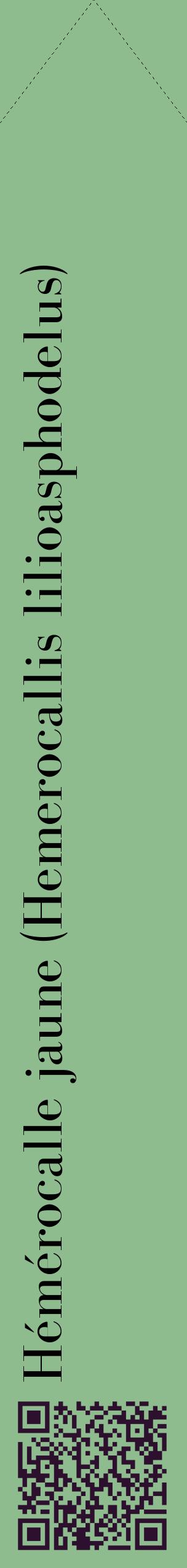Étiquette de : Hemerocallis lilioasphodelus - format c - style noire13_simplebod avec qrcode et comestibilité