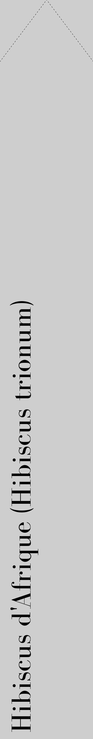 Étiquette de : Hibiscus trionum - format c - style noire17_simple_simplebod avec comestibilité - position verticale