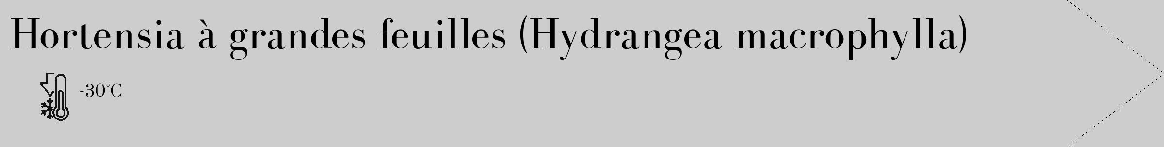 Étiquette de : Hydrangea macrophylla - format c - style noire41_simple_simplebod avec comestibilité