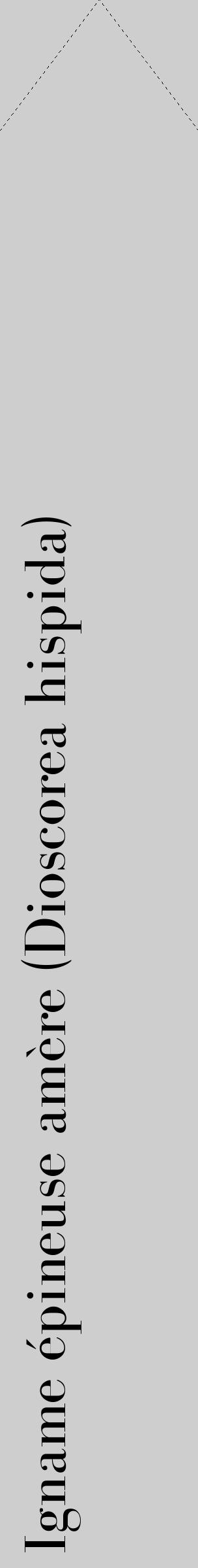 Étiquette de : Dioscorea hispida - format c - style noire17_simple_simplebod avec comestibilité - position verticale