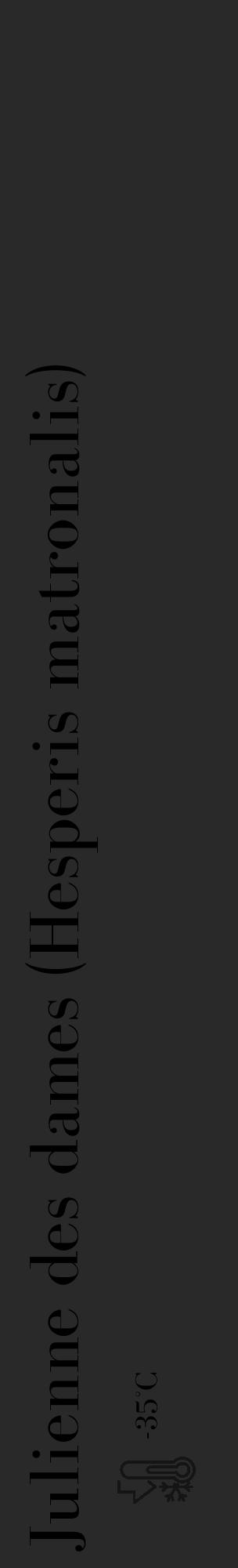 Étiquette de : Hesperis matronalis - format c - style noire34_basique_basiquebod avec comestibilité - position verticale