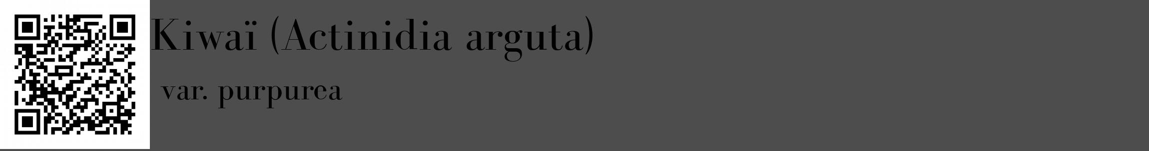 Étiquette de : Actinidia arguta var. purpurea - format c - style noire28_basique_basiquebod avec qrcode et comestibilité