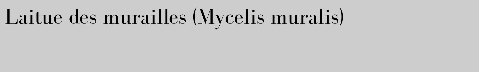 Étiquette de : Mycelis muralis - format c - style noire41_basique_basiquebod avec comestibilité
