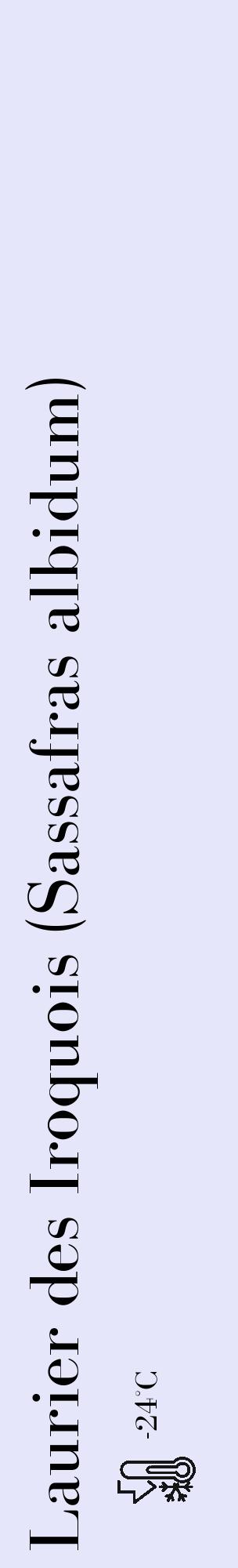 Étiquette de : Sassafras albidum - format c - style noire55_basique_basiquebod avec comestibilité - position verticale